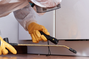 Messie Schädlingsbekämpfung Würzburg